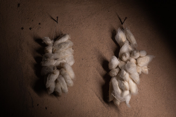 Eri silk cocoons.
