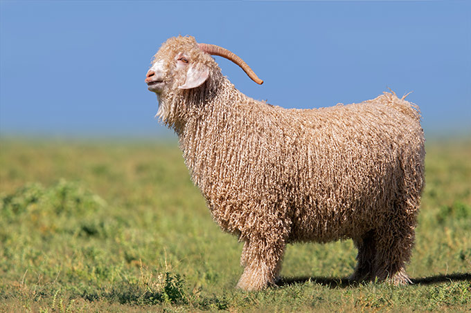 Studies across markets indicate a shift towards cruelty-free fashion.